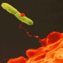  Biyofilmden ayrılan lejyonella bakterisi - Lejyoner hastalığını önleme