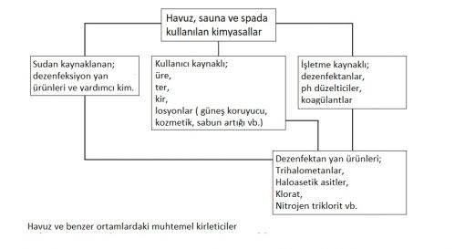 Havuzlardaki muhtemel kirleticiler 